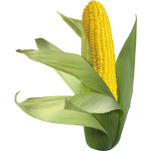 Corn PNG image-5267